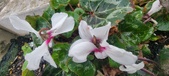 Enlarge photo 203