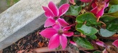 Enlarge photo 205