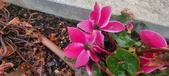 Enlarge photo 207
