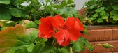 Enlarge photo 263