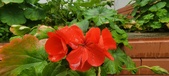 Enlarge photo 264