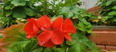Enlarge photo 265