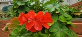 Enlarge photo 259