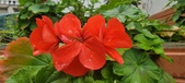 Enlarge photo 266