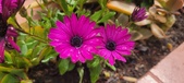 Enlarge photo 329