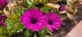 Enlarge photo 331