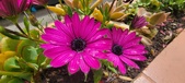 Enlarge photo 332