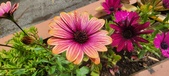 Enlarge photo 334