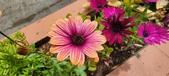 Enlarge photo 335