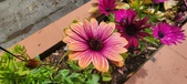 Enlarge photo 336