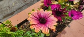Enlarge photo 337