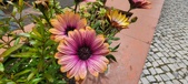 Enlarge photo 338