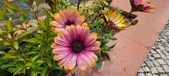 Enlarge photo 339