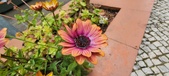 Enlarge photo 341