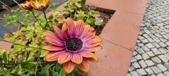 Enlarge photo 344