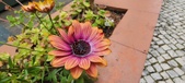 Enlarge photo 346