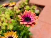 Enlarge photo 347