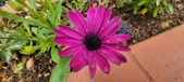 Enlarge photo 350