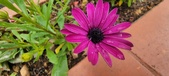 Enlarge photo 351