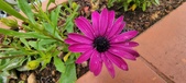 Enlarge photo 355