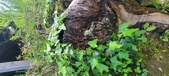 Enlarge photo 193