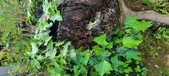 Enlarge photo 194