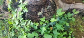 Enlarge photo 195
