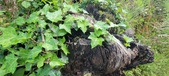 Enlarge photo 196