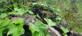 Enlarge photo 197