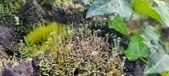 Enlarge photo 199