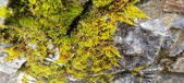 Enlarge photo 366