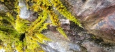 Enlarge photo 369
