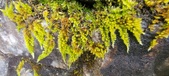 Enlarge photo 372