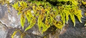 Enlarge photo 377