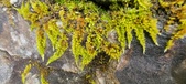 Enlarge photo 378
