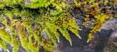 Enlarge photo 381