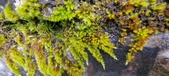 Enlarge photo 382