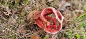 Enlarge photo 455