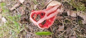Enlarge photo 457