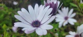 Enlarge photo 467
