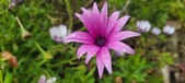 Enlarge photo 476
