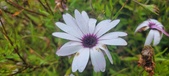 Enlarge photo 477