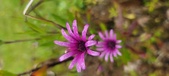 Enlarge photo 478