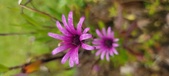 Enlarge photo 481