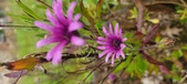 Enlarge photo 482