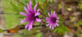 Enlarge photo 483