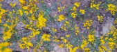 Enlarge photo 541