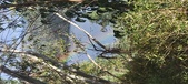 Enlarge photo 580