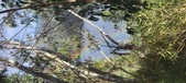Enlarge photo 581