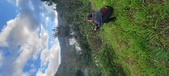 Enlarge photo 618